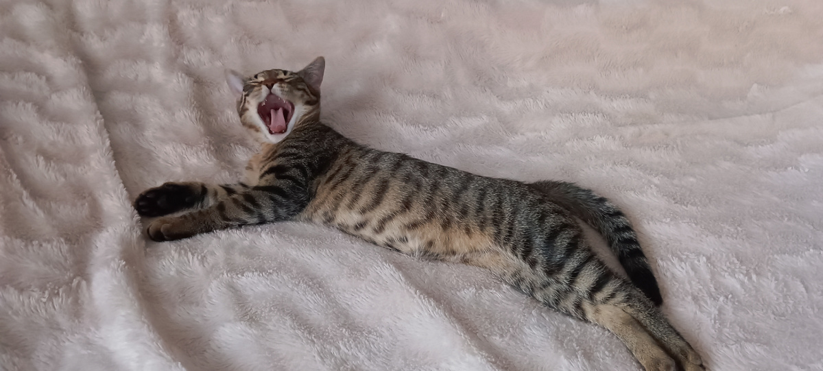 Сфоткала Барсика пока он зевал. 