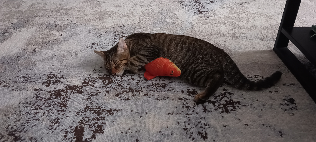 Барсик спит в обнимку со своей рыбкой. 