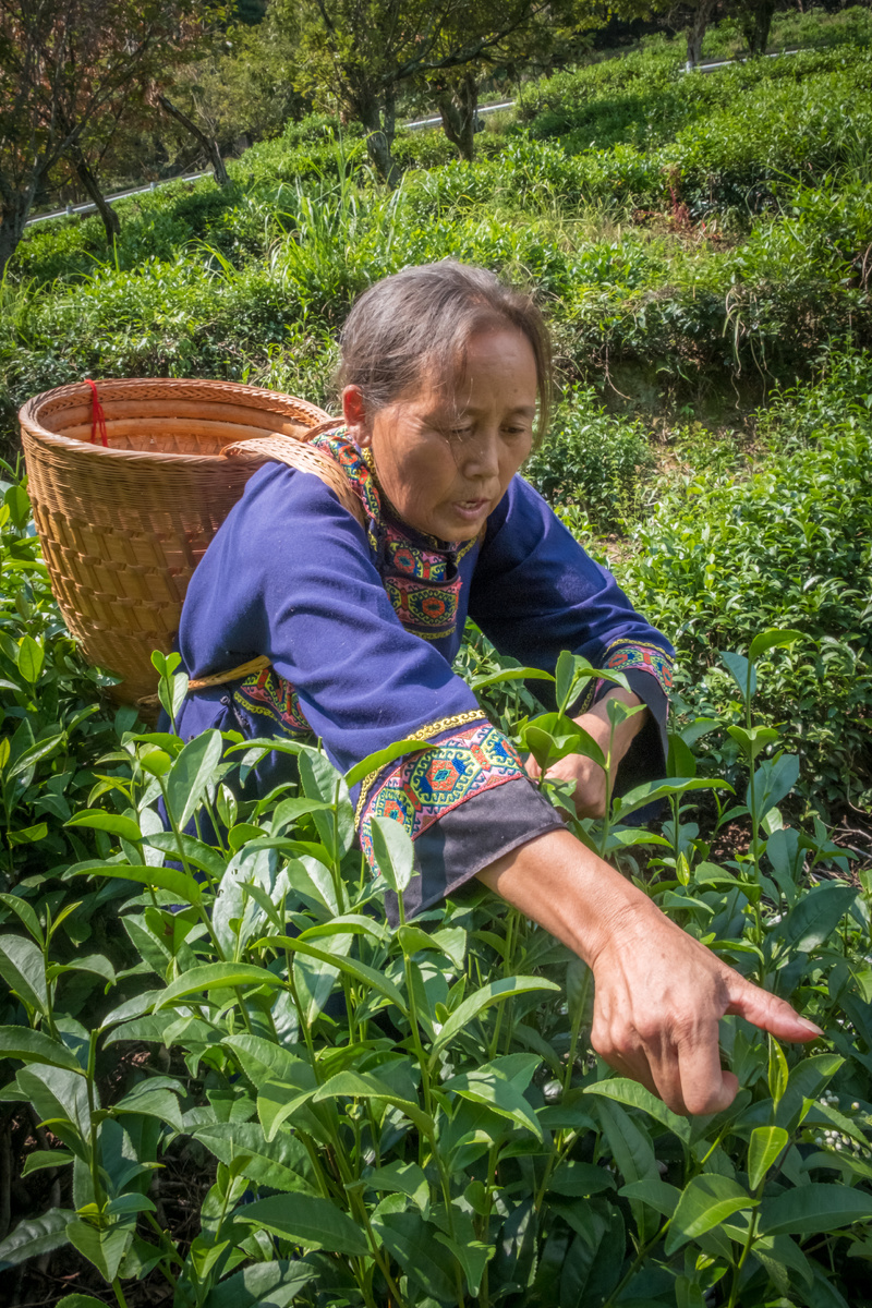 Сбор чайных листьев. Собираются только два самых верхних.