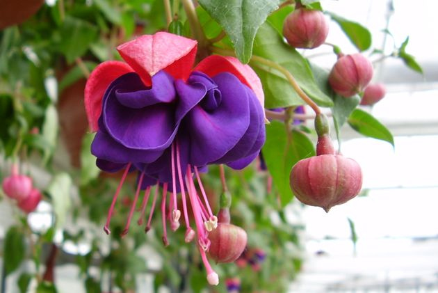 фуксия: где лучше оставить ее зимовать?