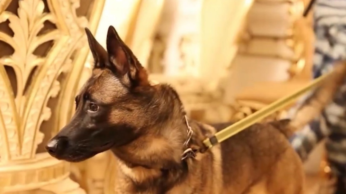 Фото: скриншот видео 