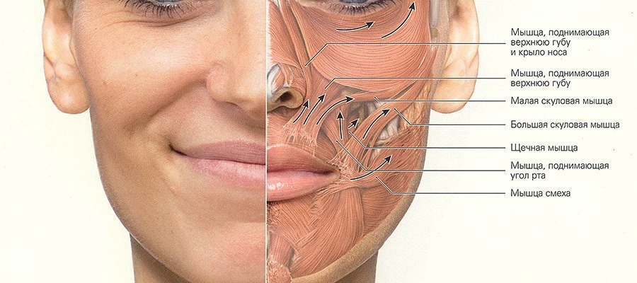 * иллюстрация взята из интернет-источника