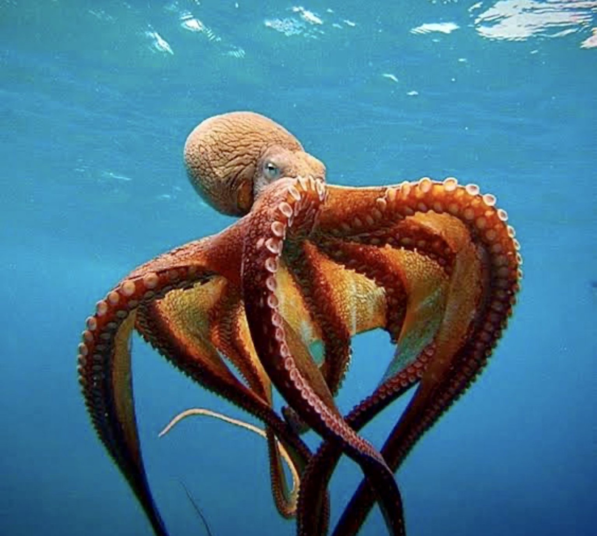 Осьминог вида Octopus cyanea