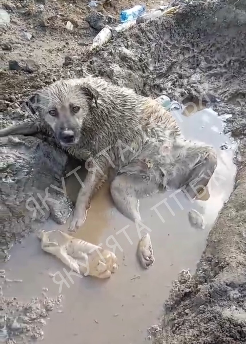 Долго домула, вставлять ли фото. Решила вставить. Собаку, которую впоследствии назвали Руся (Русалка), сбили на машине и уехали. 