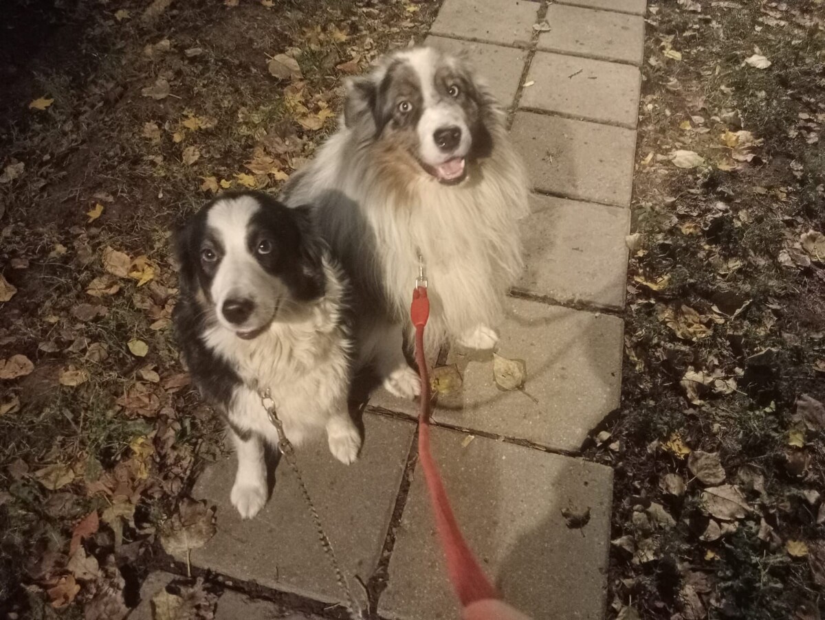 Эти собаки (3-х и 5-ти лет) породные, Аусси. Хозяйка заболела и больше не сможет заниматься с ними. И все, горе для этих крошек: приют, вольер. 