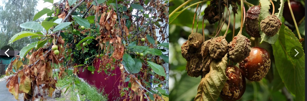 На вишнях проявляются обе формы