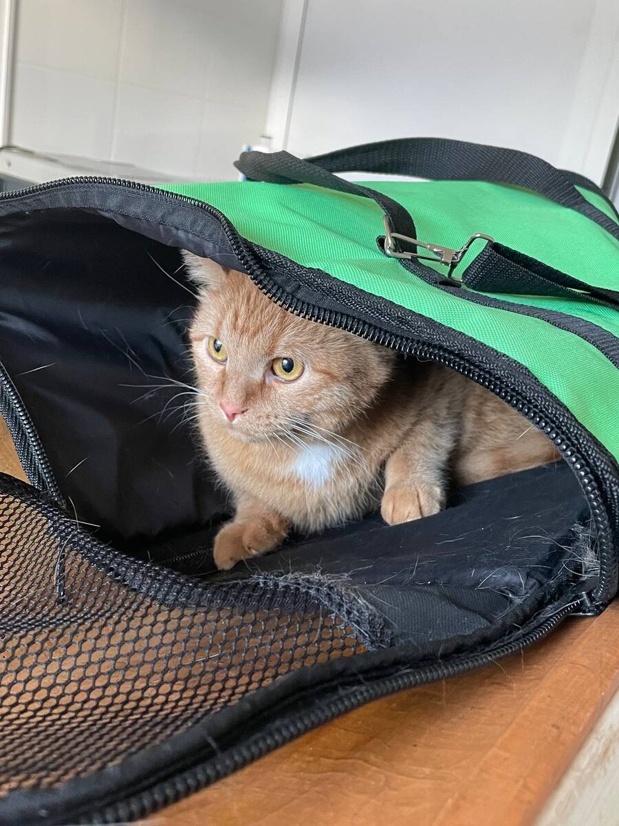 Наш младший кот в клинике. Еле вытащили из переноски. Назад он бежал пулей.