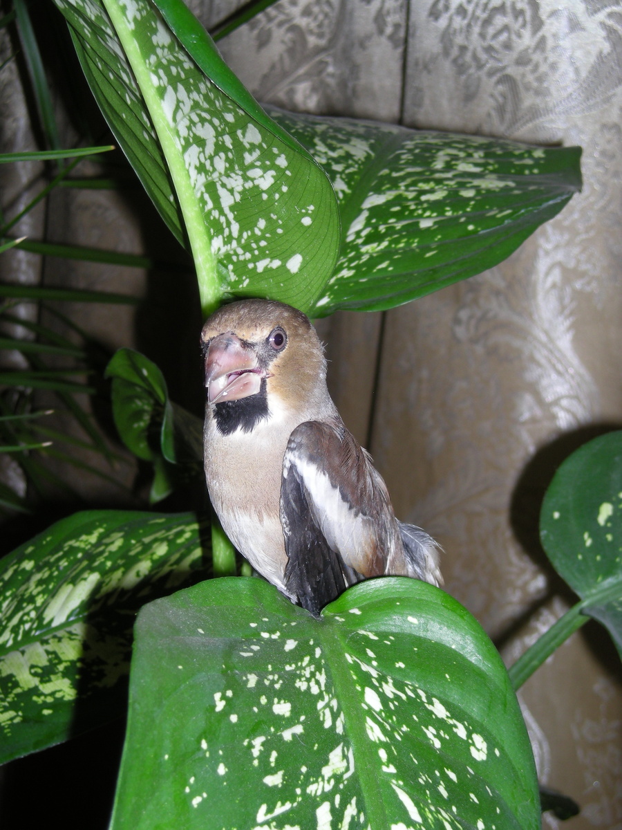 Фото из архива автора. Дубонос. 