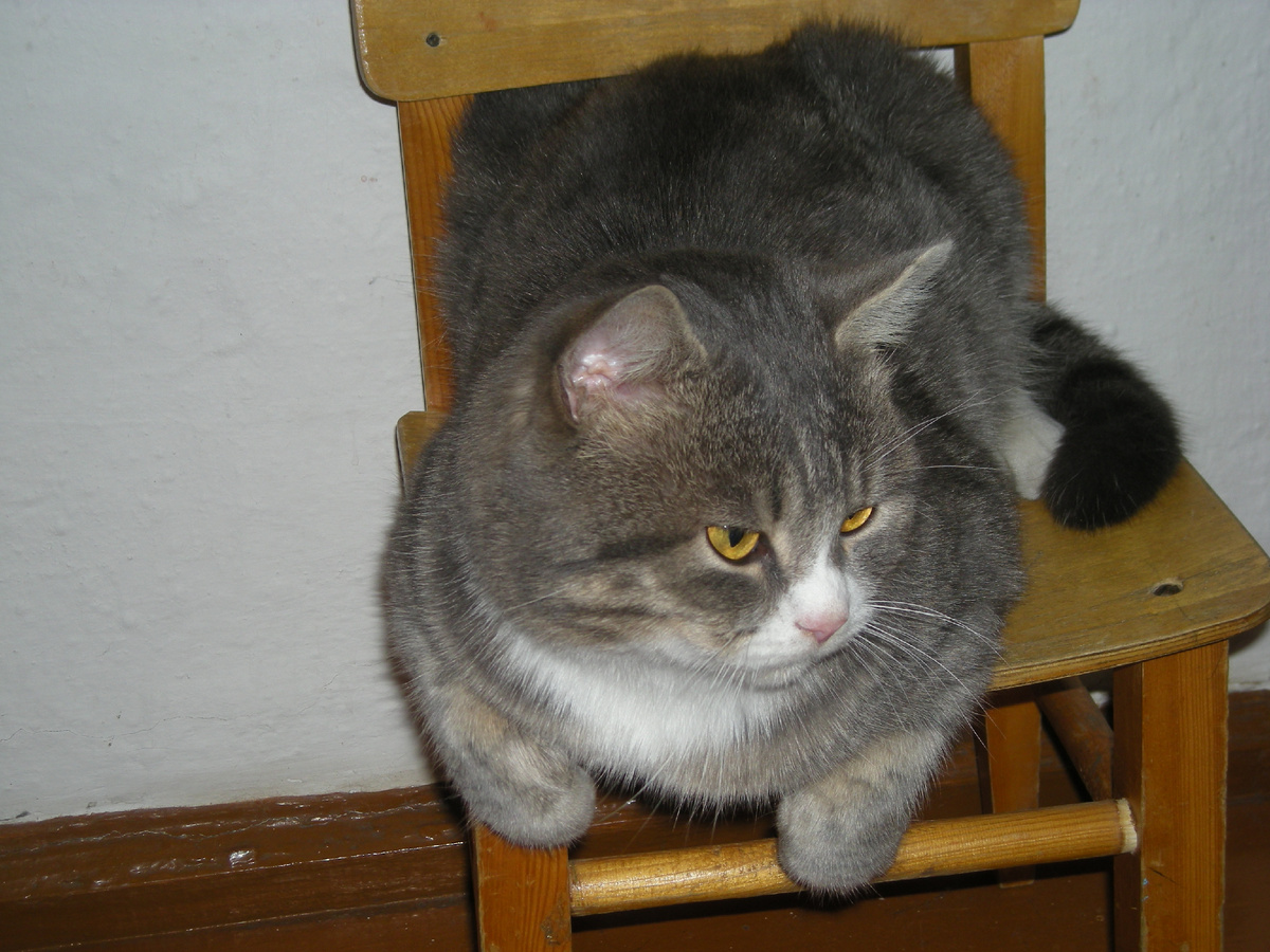 Фото из архива автора. Кузя.