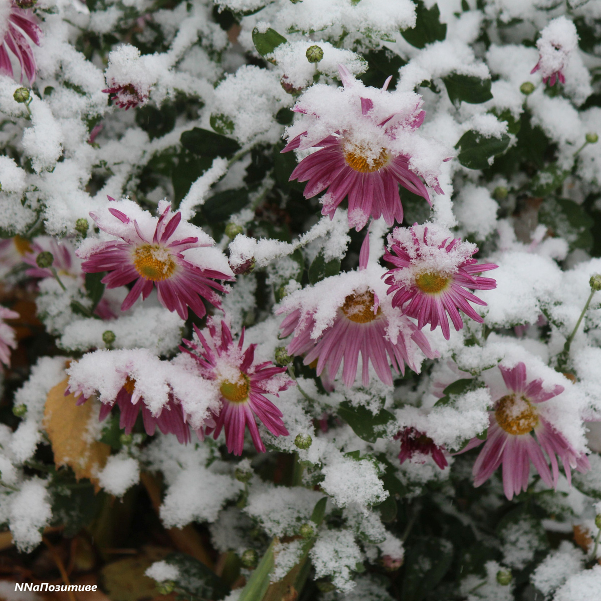 Первый снег