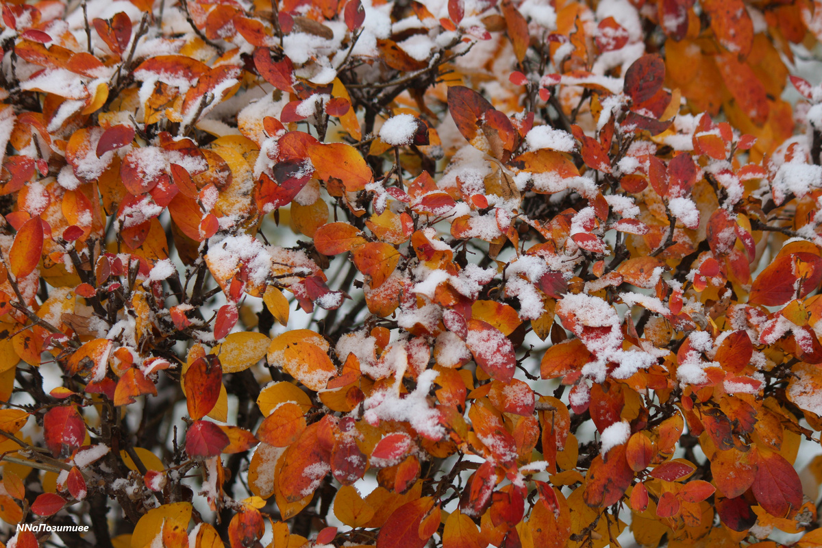 Первый снег