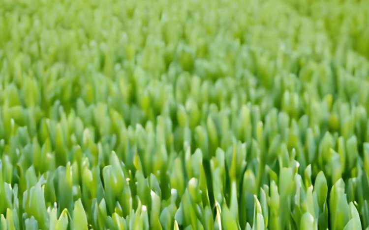    Могут ли биоактивные удобрения из навоза конкурировать с синтетическими