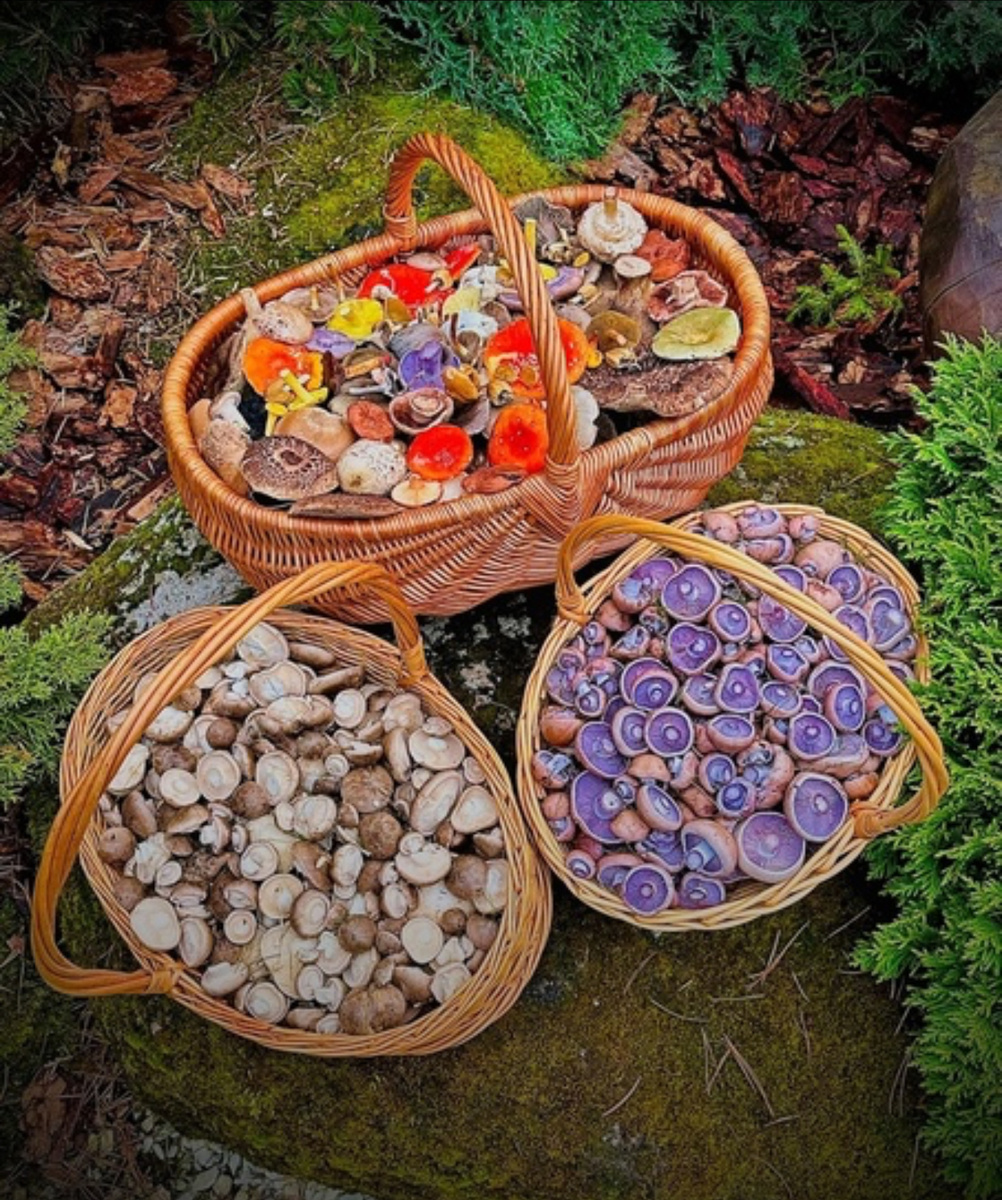 Сейчас такой ассортимент у успешных грибников Подмосковья 