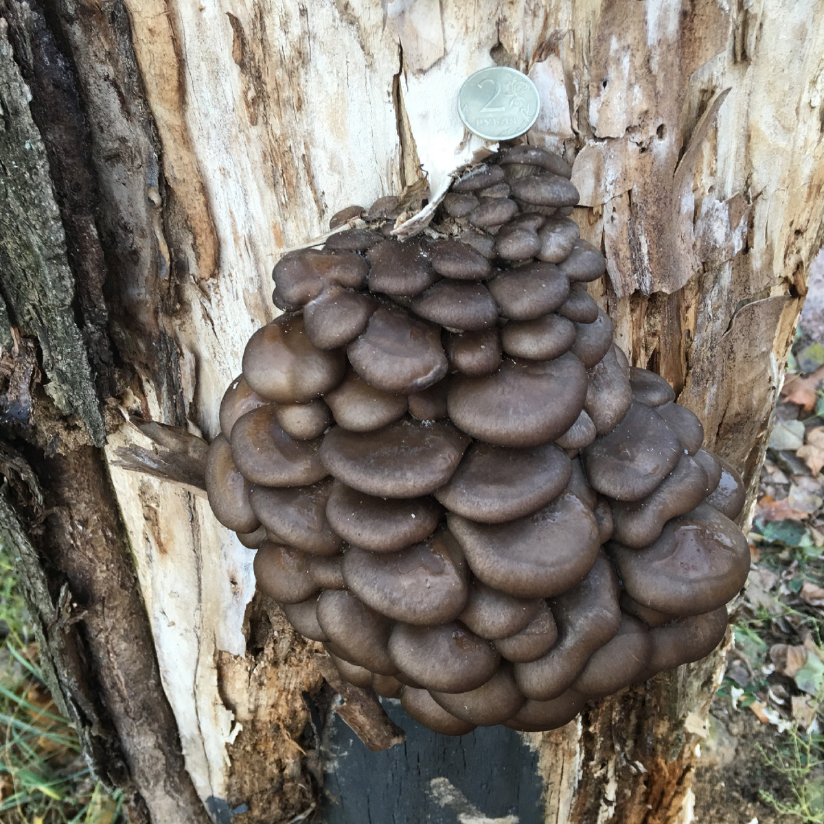 Поздняя вешенка на тополе