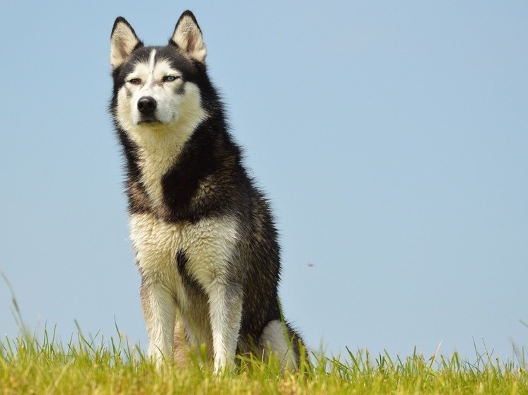     Фото: pxhere.com