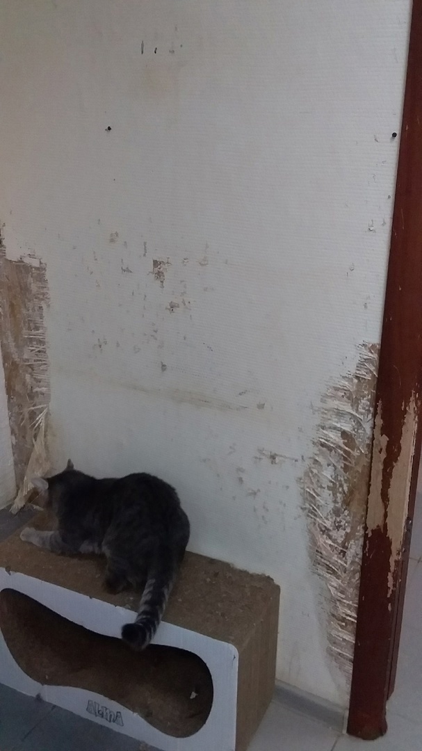 стена до ремонта