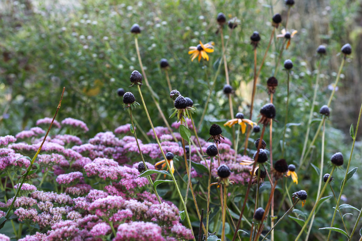 Иней в саду на многолетних растениях.