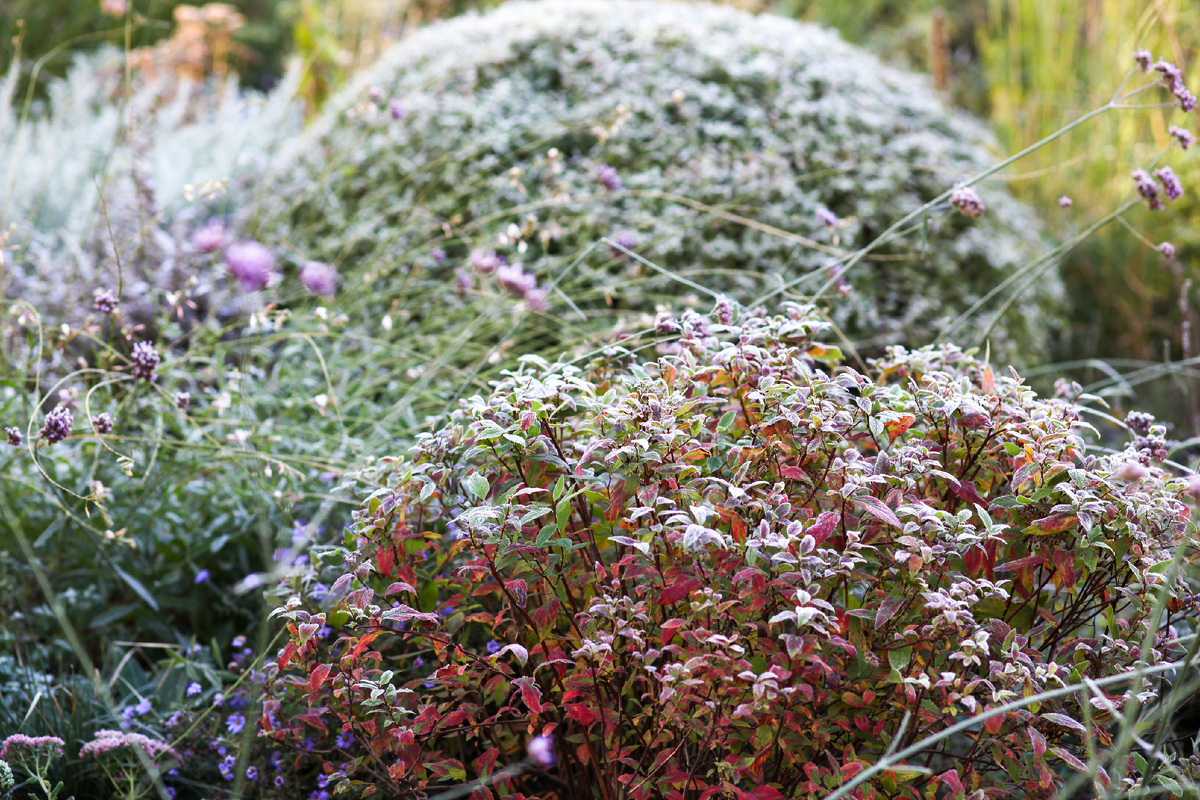 Кустарники в инее в осеннем саду.