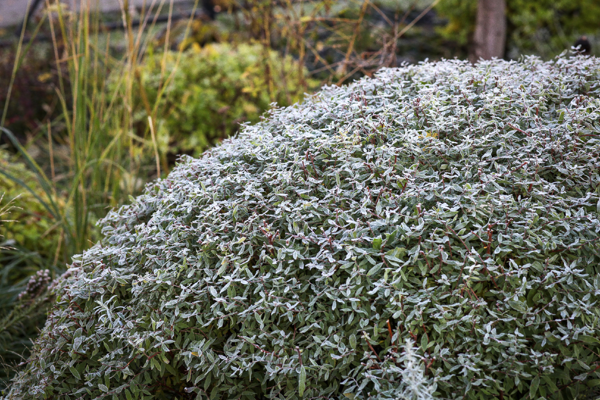 Спирея серая в инее.