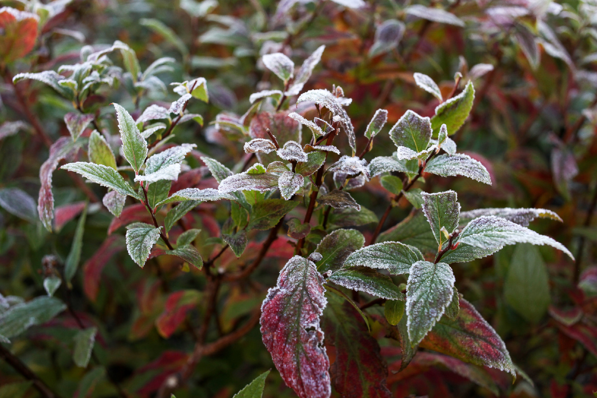 Белоснежные листья спиреи японской в осеннем саду.