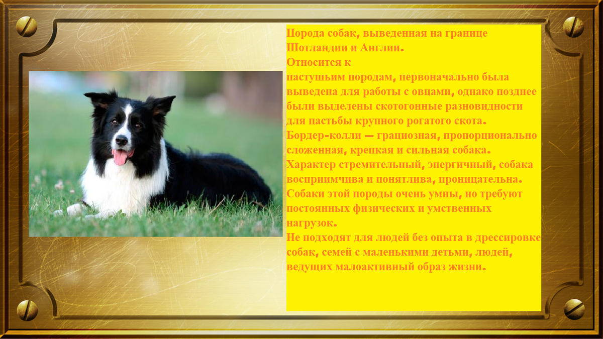 Порода собак - Бордер-колли