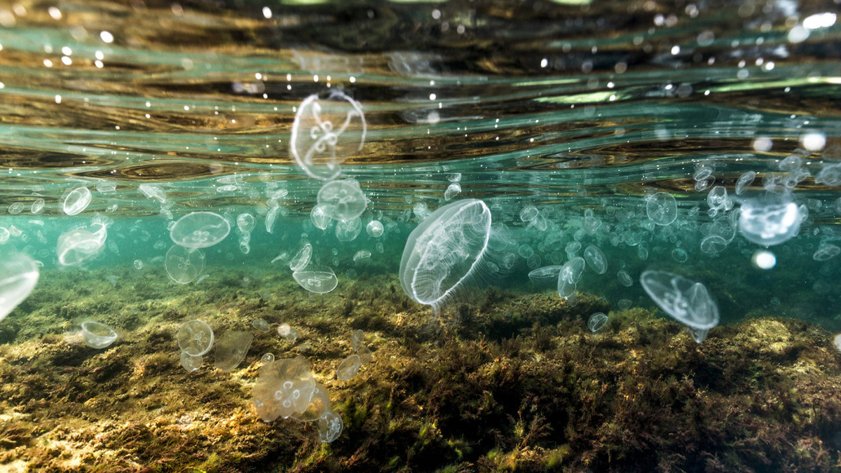 Жизнь вод Чёрного моря. Фото: Валерий Лейко, участник конкурса РГО «Самая красивая страна»
