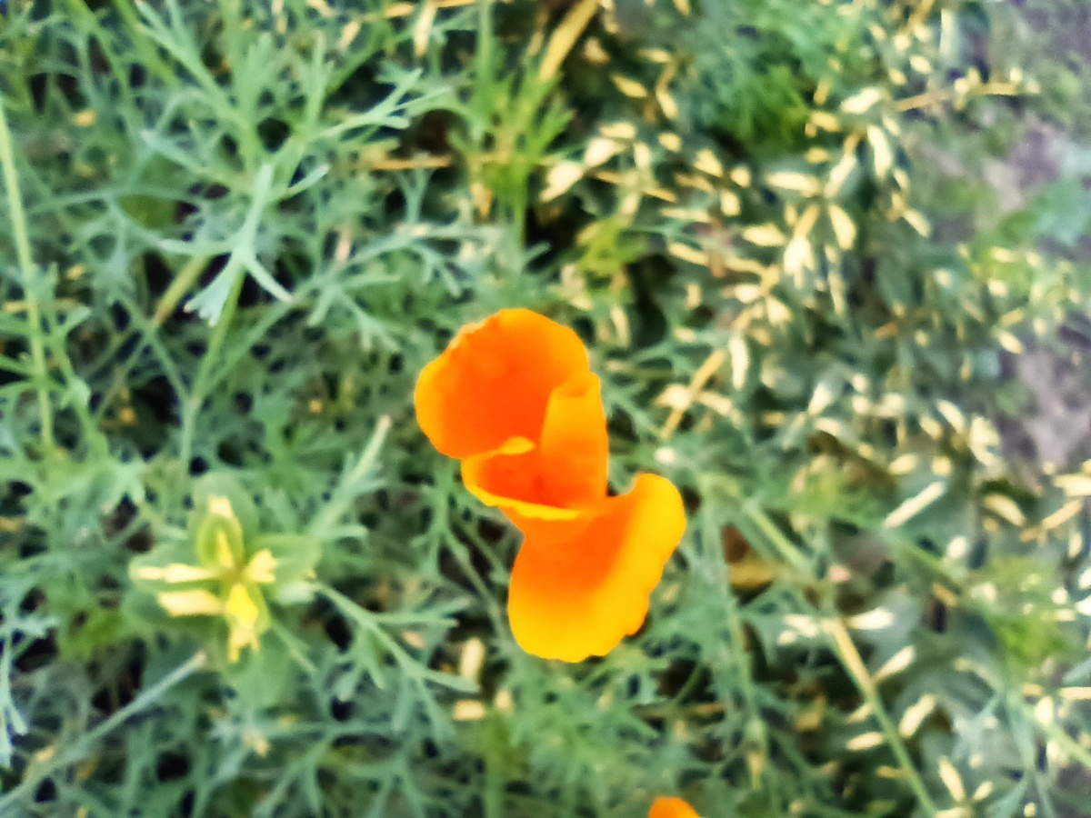 Эшшольции в этом году не сдаются. Видимо, будут цвести до самых морозов