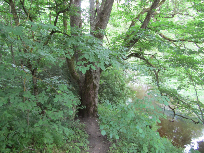 Крутая тропка ведет вниз, к воде