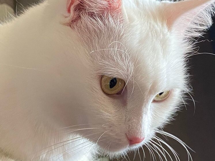   Анастасия Батищева