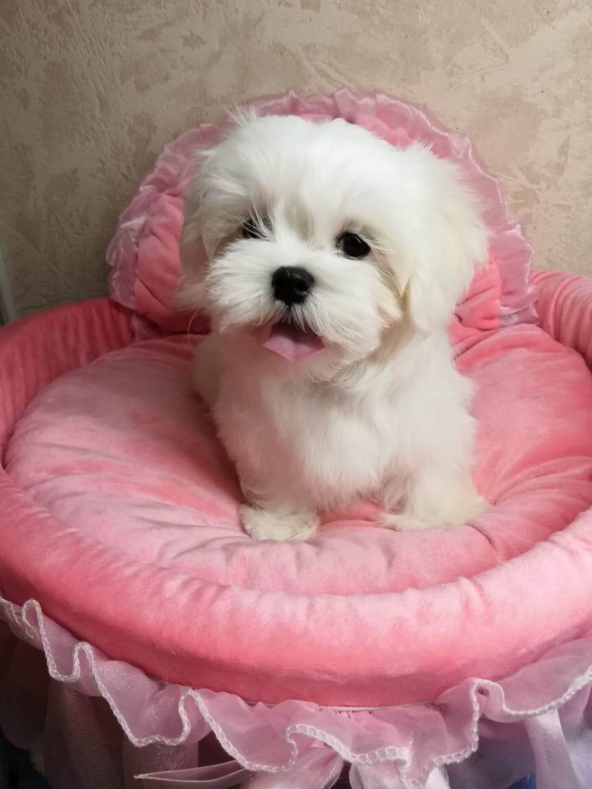 Наш Гранд де Амор Лоренцо в детстве