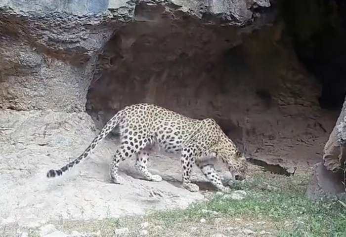 Леопард в Большом Балканском хребте Туркменистана