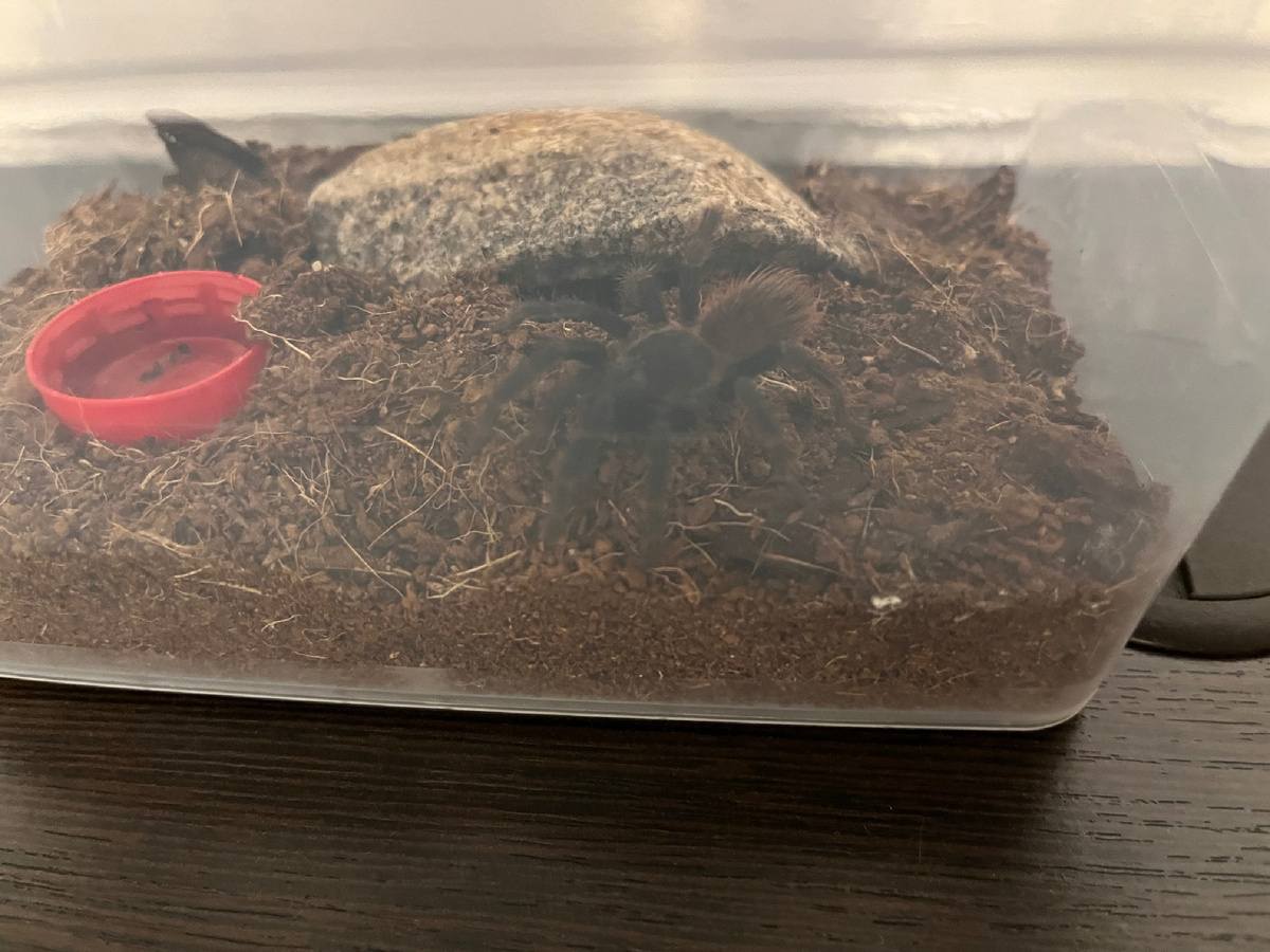 Лукас гуляет