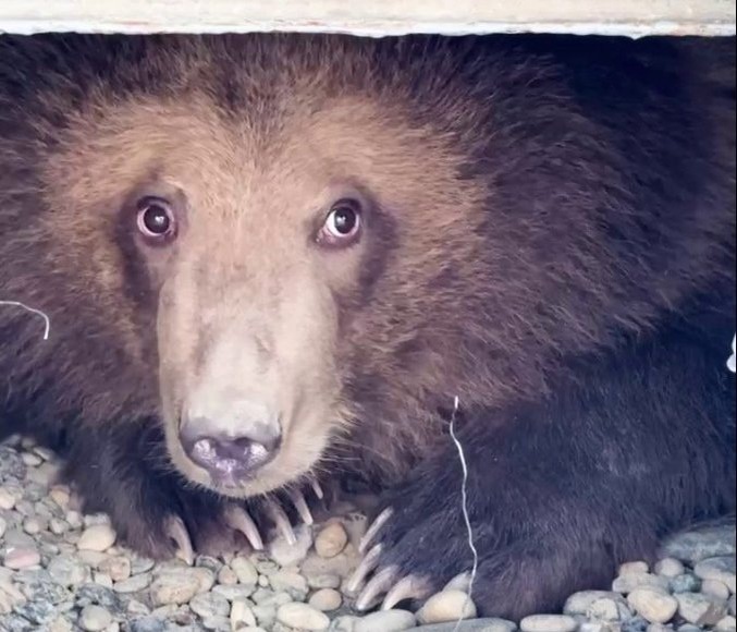    Фото: парк львов "Земля Прайда"