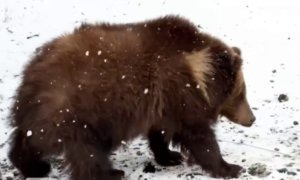    Фото: парк львов «Земля Прайда»