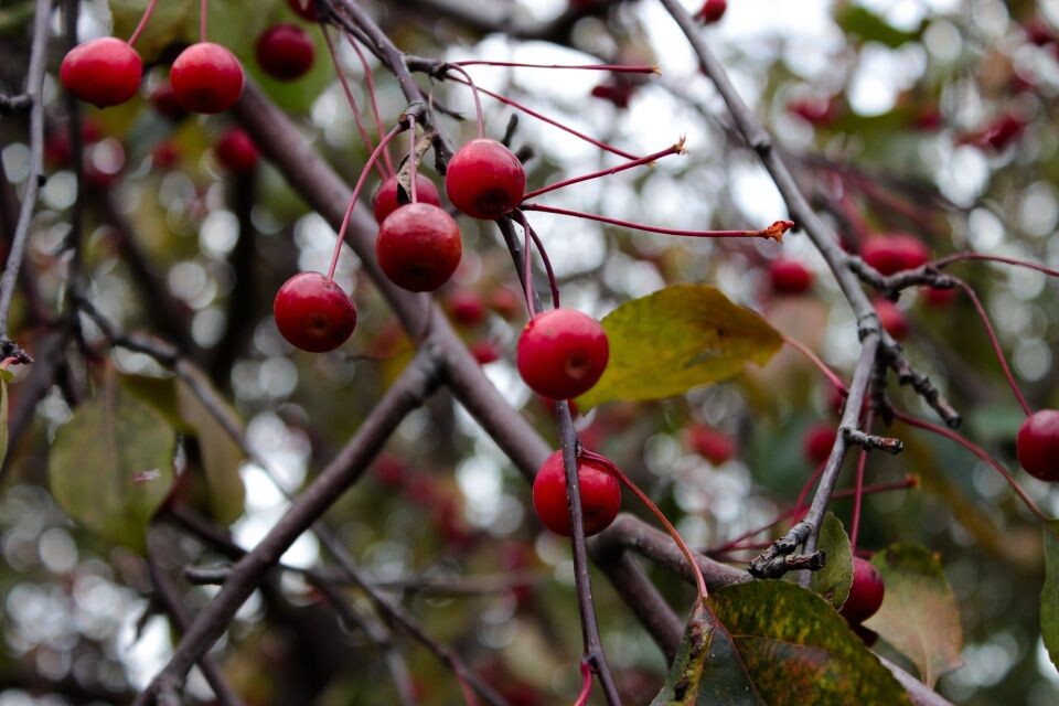    Осень. Погода. Барнаул. Источник: Марина Евтушенко