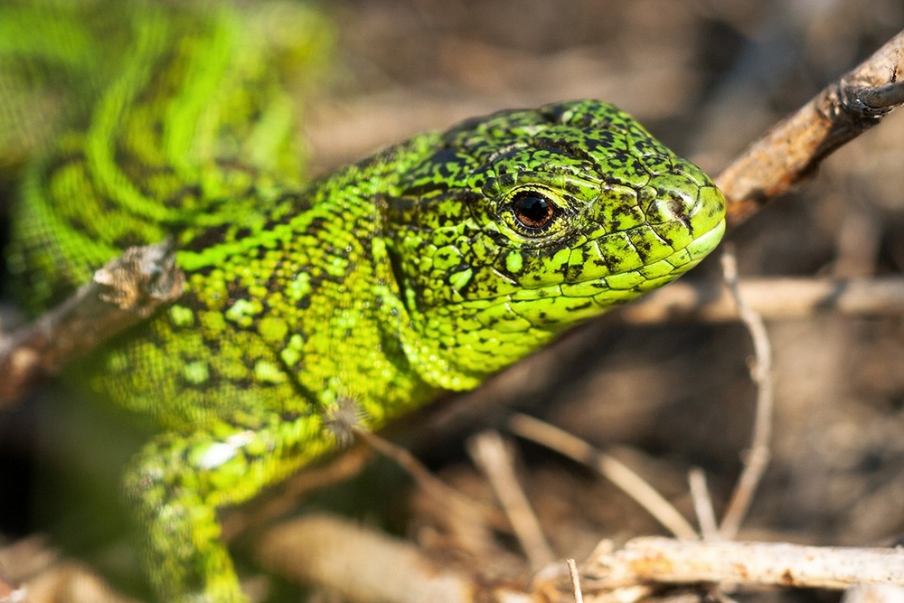 Ящерица прыткая.