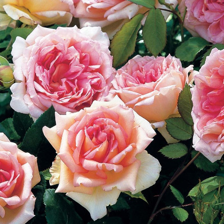 фото из открытых источников в интернете