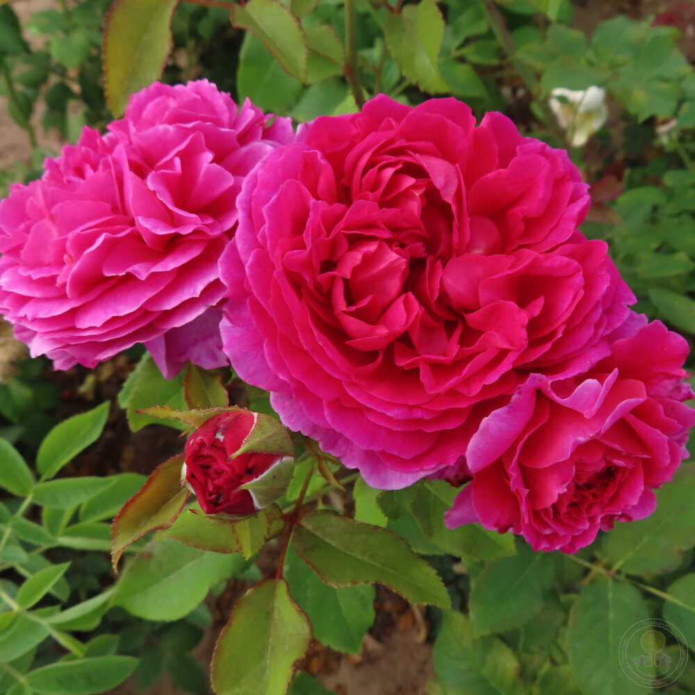 фото из открытых источников интернета