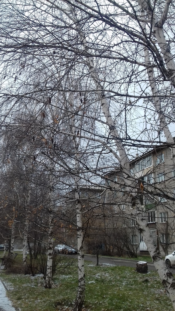 русские березы. Фото автора.