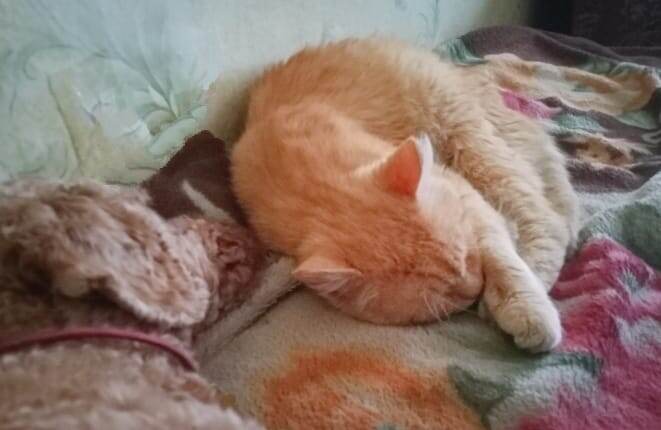 Собака с котом вместе спят. Возможно, я считаю, всё.