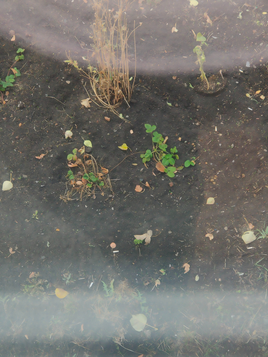 Сигаретные окурки в клумбе