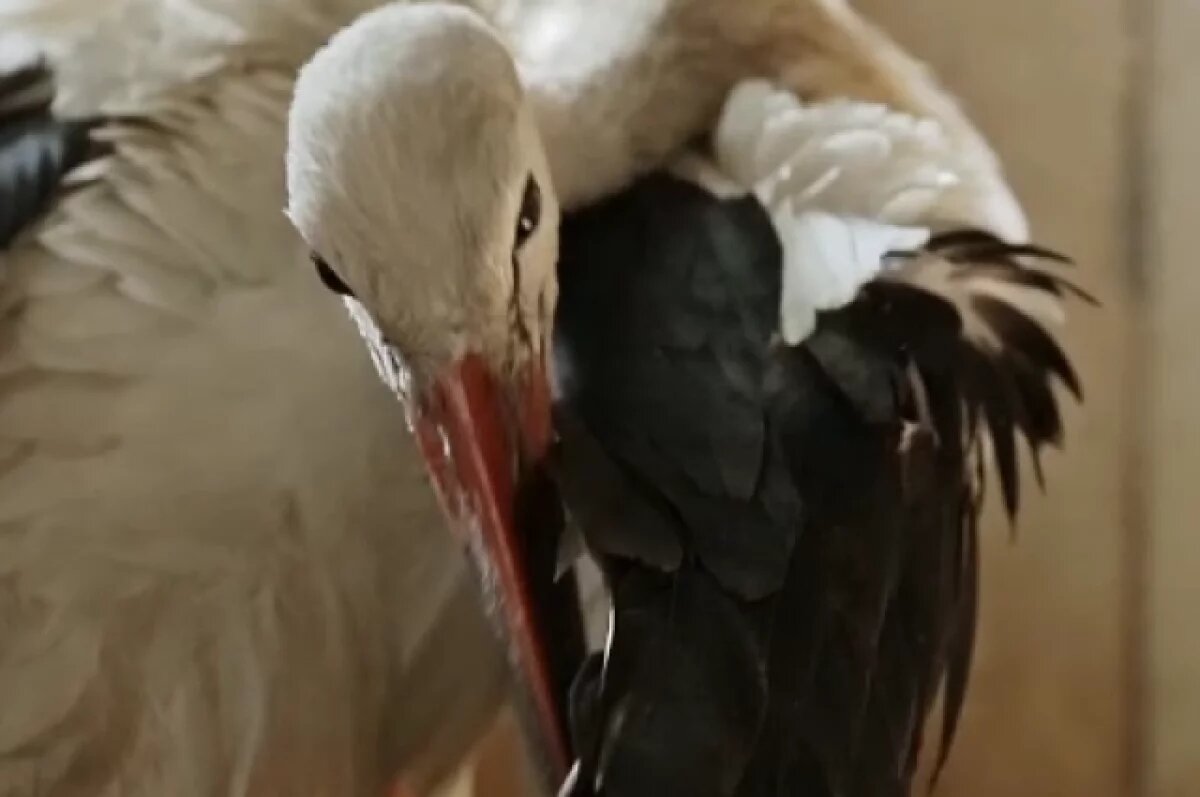    В Ростовской области выходили краснокнижного аиста, не улетевшего на юг