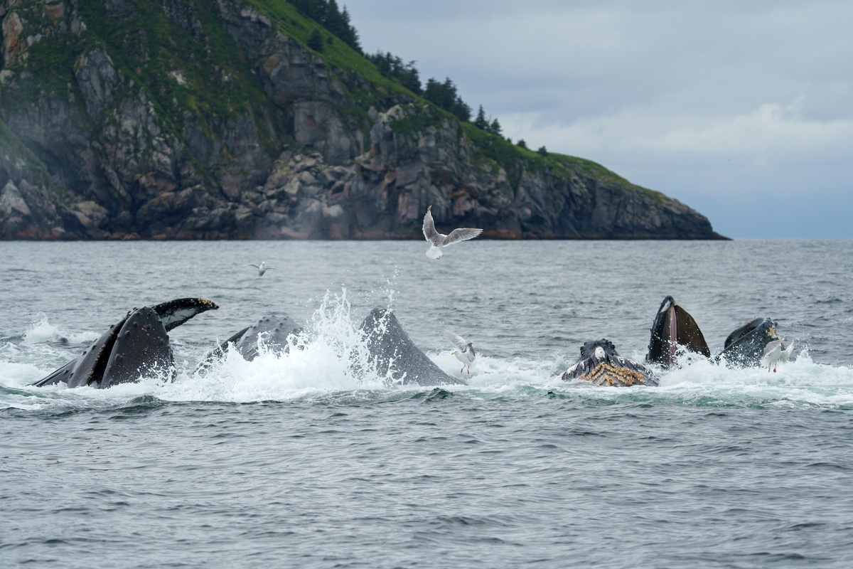 Фото с бесплатного фотостока https://unsplash.com, автор Sayan Majhi