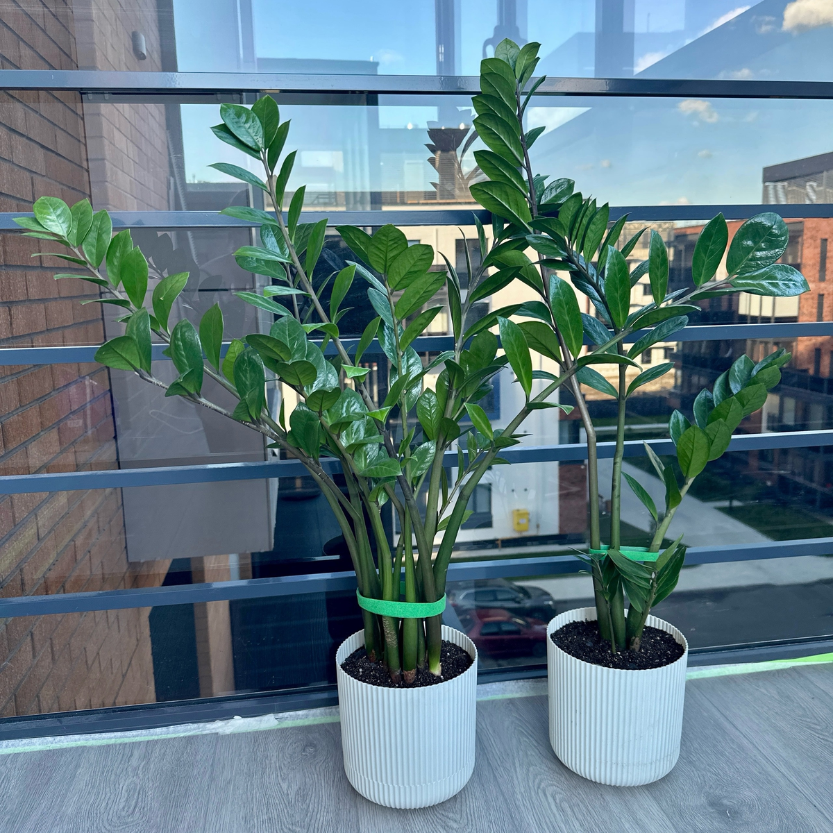 10 июня 2024г (фото сразу после реанимации)