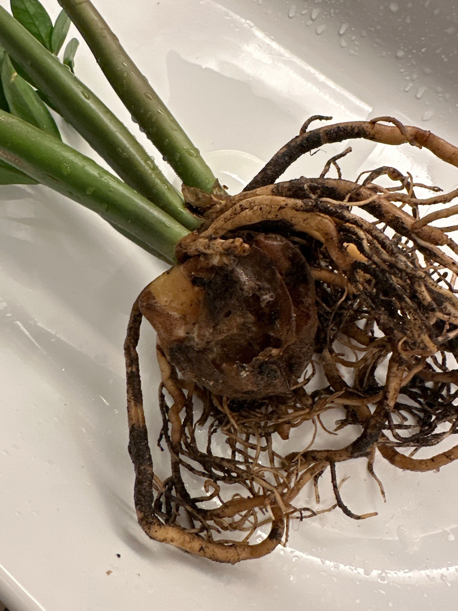 На фото видно как сгнил клубень