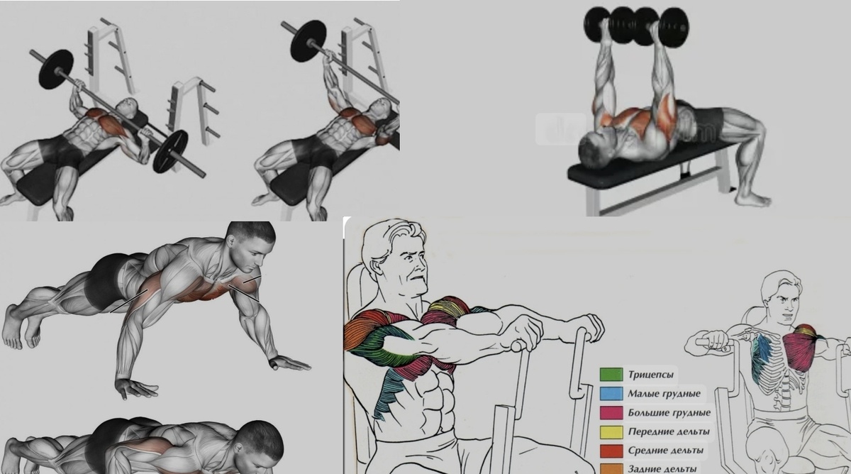 На картинке наглядно видно, что в жиме штанги и гантелей лёжа, отжиманиях и хаммере движение рук относительно корпуса идентичное 