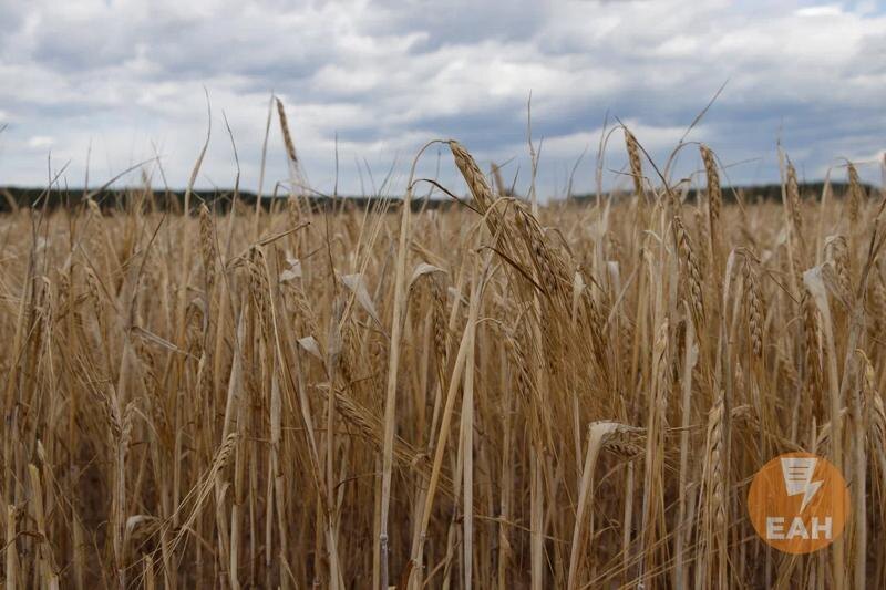    ЕАН / Челябинская область на втором месте в России по урожаю пшеницы твердых сотров