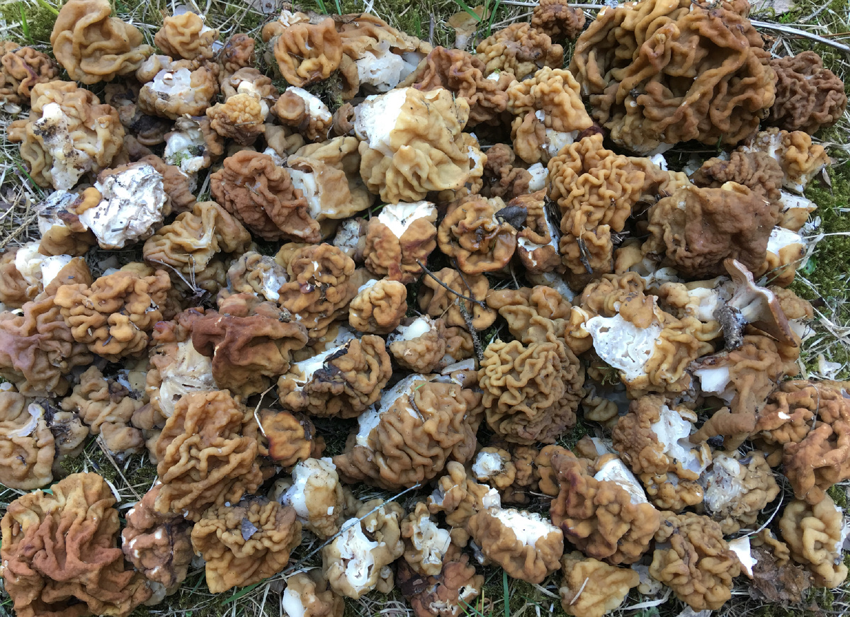 Строчки гигас провоцируются теплом, тут размером в самом соку