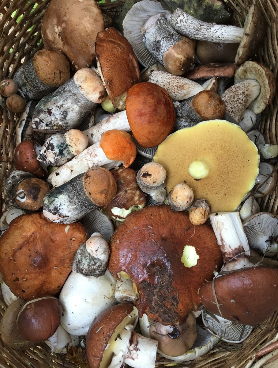 Классическая матрица летне-осеннего грибника