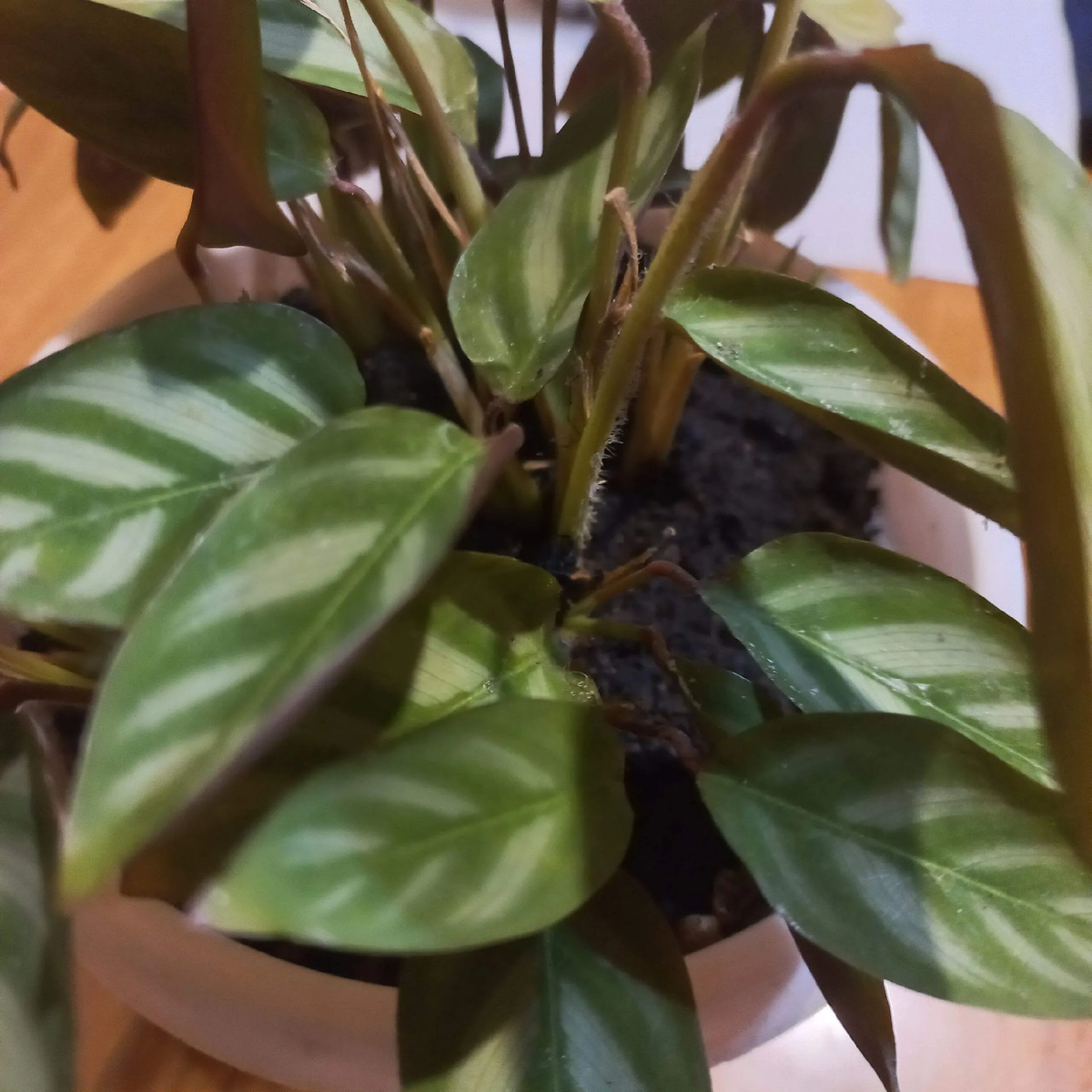 Девчата, это же вы посоветовали мне это растение, спасибо большое. Покупатели всегда на него есть. Главное, не распродать, а оставить маточник на разведение. У меня не всегда это получается